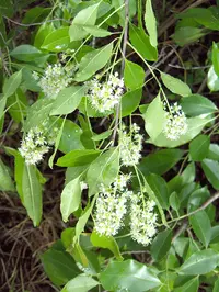 Carolina laurelcherry (Prunus caroliniana) plant