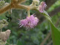 Kochi's Beauty Berry