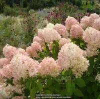 Panicle Hydrangea