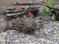 Tillandsia didisticha