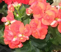 Begonia × hiemalis