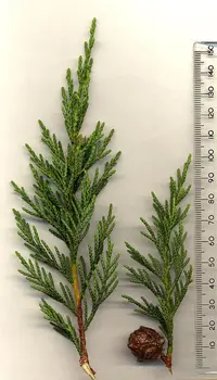 Leyland cypress (× Hesperotropsis leylandii) plant