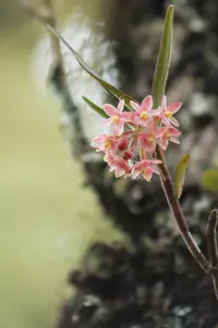 Epidendrum oxysepalum