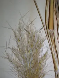 cane bluestem