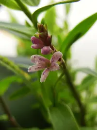 Epidendrum fimbriatum