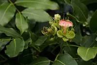 Chamfuta (Afzelia quanzensis) plant