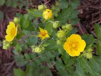 Drymocallis fissa flower