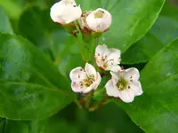 alpine spicywintergreen (Gaultheria humifusa) plant