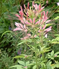 spiny spiderflower (Cleome spinosa) plant