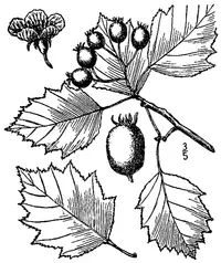 bigfruit hawthorn