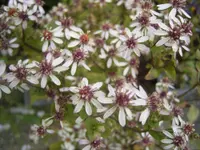 white wood aster (Eurybia divaricata) plant