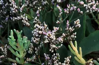 Western Marsh Rosemary (Limonium californicum) plant