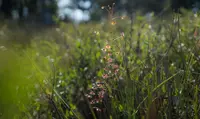 Climbing Sundew (Drosera planchonii) plant
