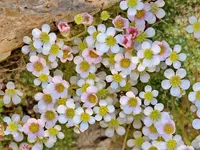 Saxifraga erioblasta flowers