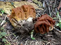 Giant's False Morel (Gyromitra gigas) plant