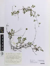 Acaena juvenca (Acaena juvenca) plant