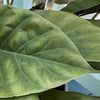 Hardy Elephant's Ear photo by a Botan App user