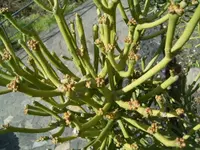 Euphorbia tirucalli