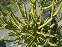 Euphorbia tirucalli