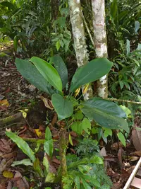 Burmese Evergreen (Aglaonema nitidum) plant