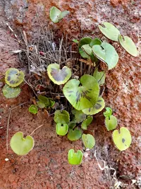 Lotus-leaved Maidenhair Fern