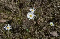 Carolina anemone (Anemone caroliniana) plant