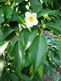 tall stewartia (Stewartia monadelpha) plant