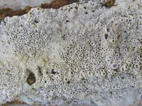 Bark barnacles