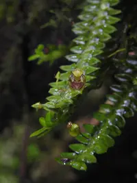 Dichaea neglecta