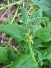 New Zealand Spinach