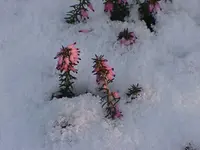 winter heath