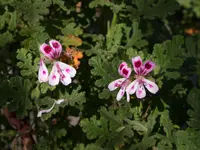 oakleaf geranium