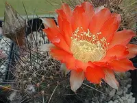 Echinopsis haematantha