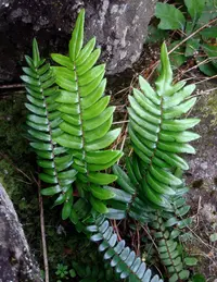 Hemionitis seticaulis (Hemionitis seticaulis) plant