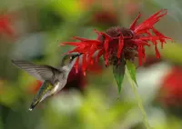 Scarlet beebalm
