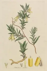 Apple Berry (Billardiera scandens) plant