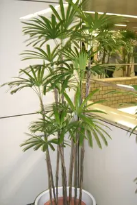 Slender Lady Palm