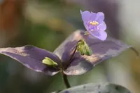 Spotted Widow's Tears