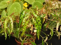 Begonia amphioxus