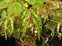 Begonia amphioxus