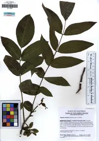 Northern California walnut
