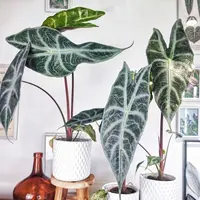Alocasia longiloba in the pot