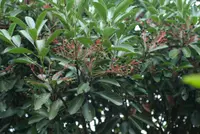 boxleaf eugenia (Syzygium buxifolium) plant