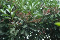 boxleaf eugenia