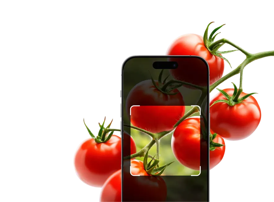 Vegetable Identification – Hero