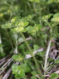 Opposite-leaved Golden Saxifrage