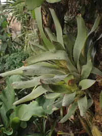 Vriesea pardalina