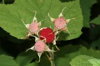 Holy Bramble (Rubus creticus) plant