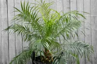 Phoenix roebelenii