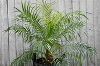 Phoenix roebelenii